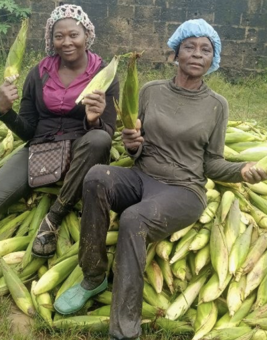 farmers-harvested-maize