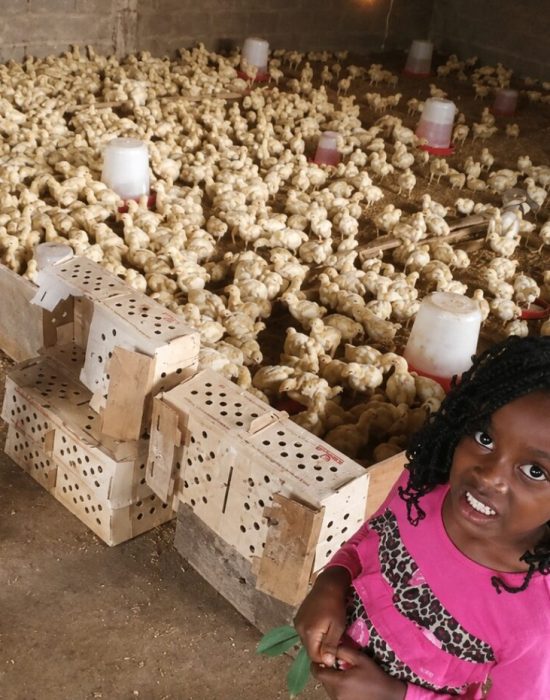 kid-chicks